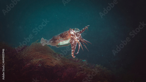 seiche