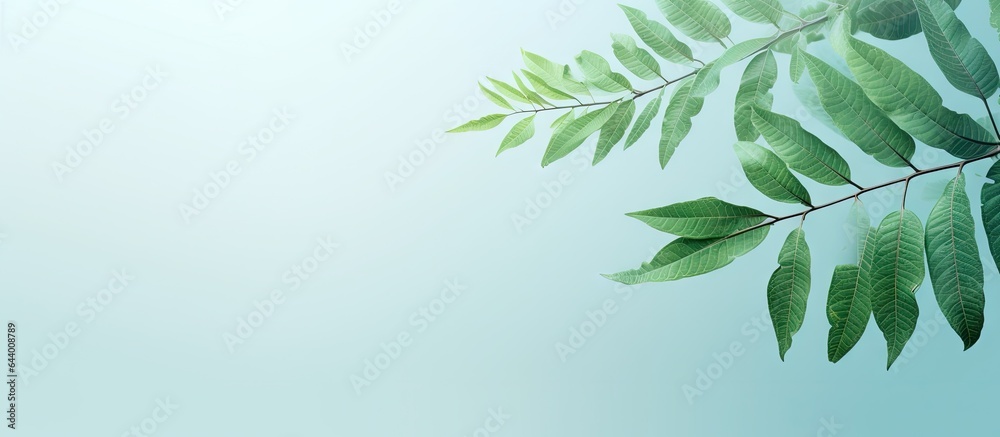 Obraz premium Leaf of a tree against a isolated pastel background Copy space