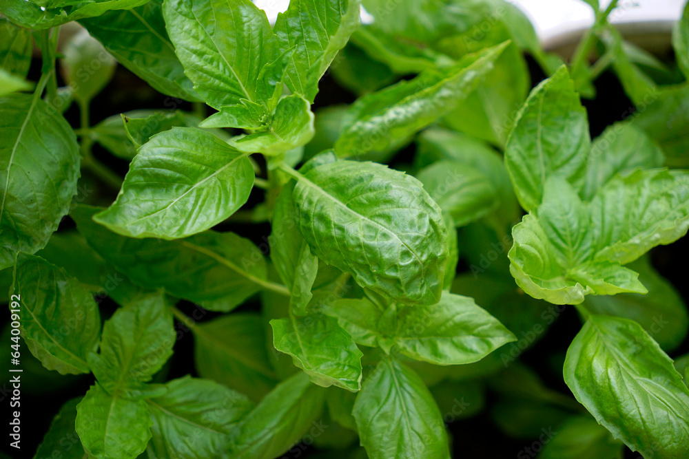 Background of fresh sweet basil bed at home garden Background of fresh sweet basil bed at home garden