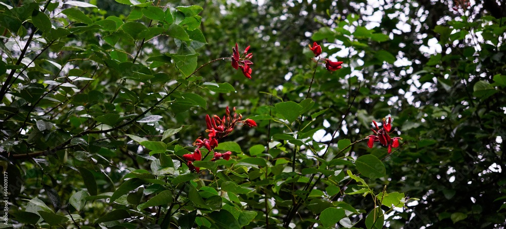 Background of Erythrina tree branches with few flowers blooming Background of Erythrina tree branches with few flowers blooming