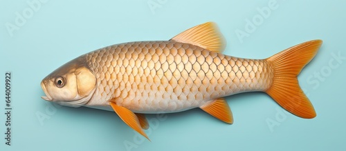 European carp Cyprinus carpio captured against isolated pastel background Copy space with tail fins and scales