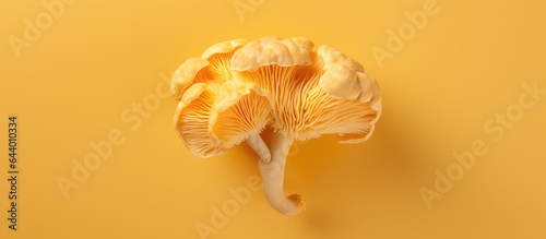 Golden ear mushroom or tremella mesenterica yellow brain fungus captured on a isolated pastel background Copy space photo