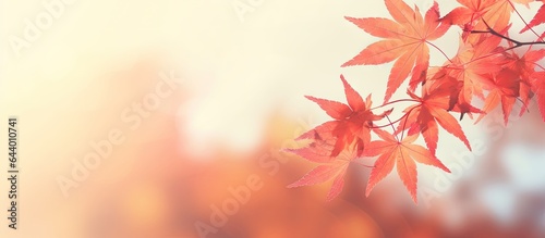 Gorgeous Thai autumn scene with red leaves at sunset isolated pastel background Copy space