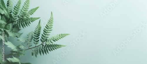 Isolated black fern tree isolated pastel background Copy space