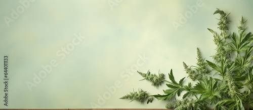 absinthium a type of wormwood isolated pastel background Copy space photo