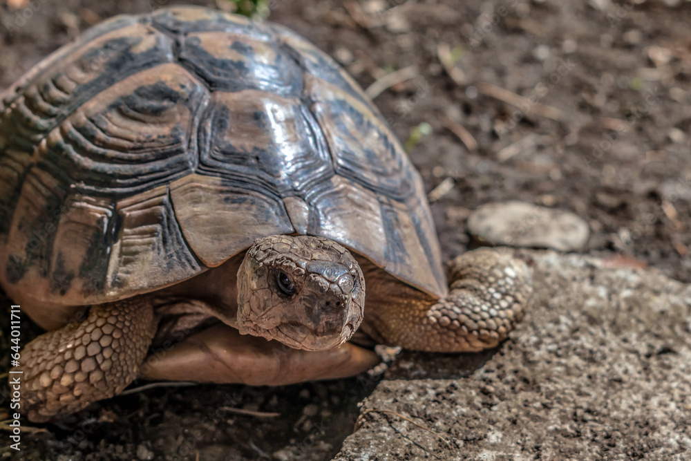 Hermann Tortoise Portrait On Brown Background With Copy Space. Testudo 