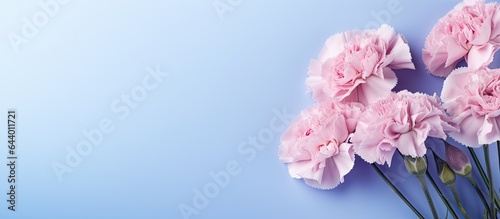 Carnation flower arrangement isolated pastel background Copy space