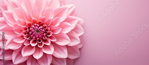 Gorgeous pink flower isolated pastel background Copy space © HN Works