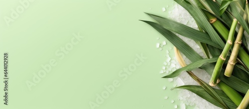 cane producing sugar isolated pastel background Copy space