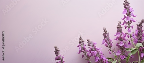 Clary sage inflorescences scientific name Salvia sclarea on isolated pastel background Copy space