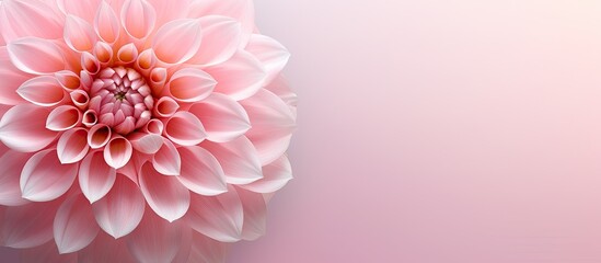 Gorgeous pink flower isolated pastel background Copy space