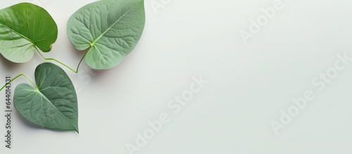 Isolated heart shaped leaves on a isolated pastel background Copy space for designs