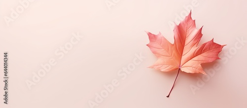 Fallen maple leaf isolated pastel background Copy space