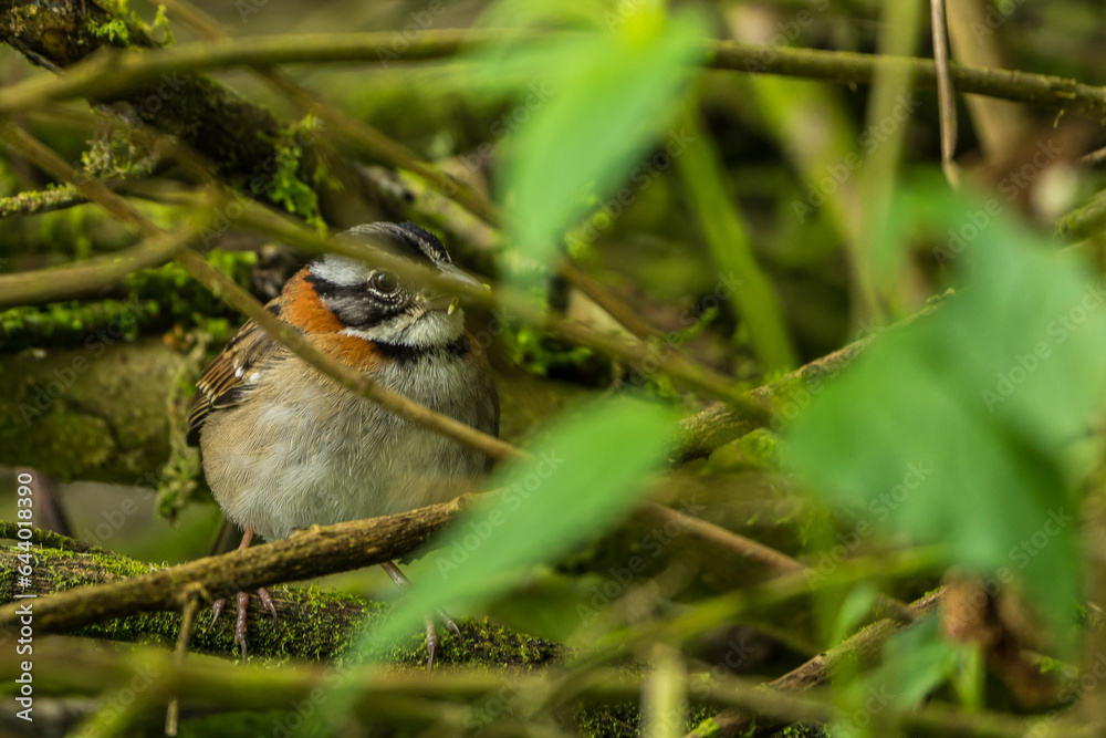 Obraz premium Colombian Birdlife in different habitats