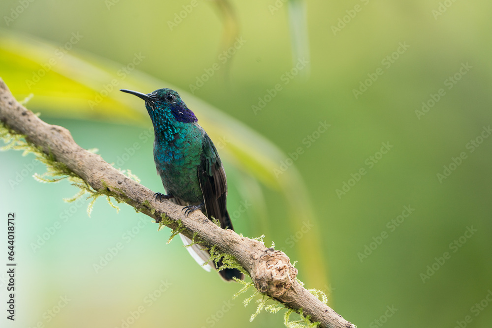 Colombian birdlife in different habitat Colombian birdlife in different habitat