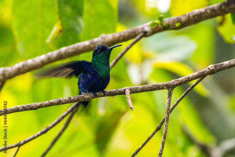 Fototapeta premium Colombian birdlife in different habitat