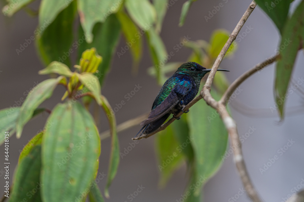 Colombian birdlife in different habitat Colombian birdlife in different habitat