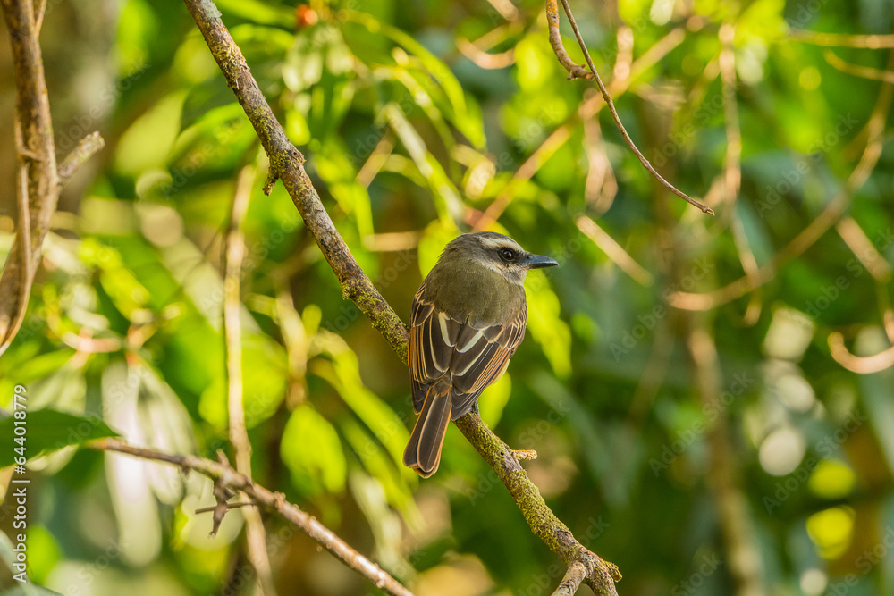 Colombian Birdlife in different habitats Colombian Birdlife in different habitats