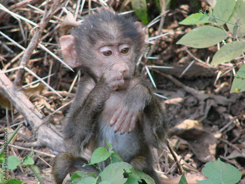 Un jeune babouin mange, en Tanzanie © Agnes Tartevet