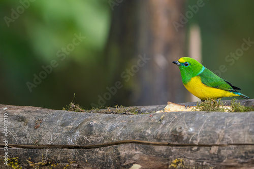 Принти на полотні Colombian birdlife in different habitat