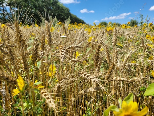 grass in the field