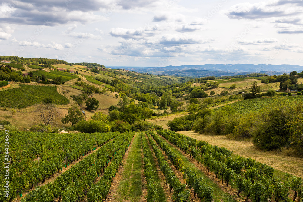 Paysage de collines et de vignobles du Beaujolais à proximité du village d’Oingt