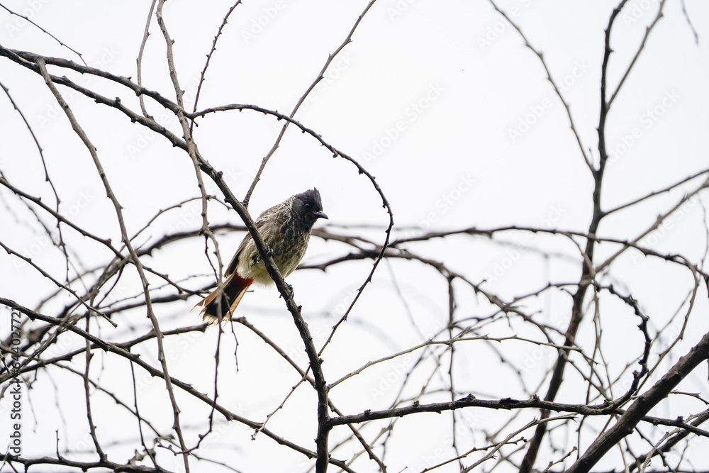 Red vented bulbul, bird on a branch, Closeup of a Red-vented bulbul sitting on a bare branch of a tree, Birds on tree branches stock image Red vented bulbul, bird on a branch, Closeup of a Red-vented bulbul sitting on a bare branch of a tree, Birds on tree branches stock image