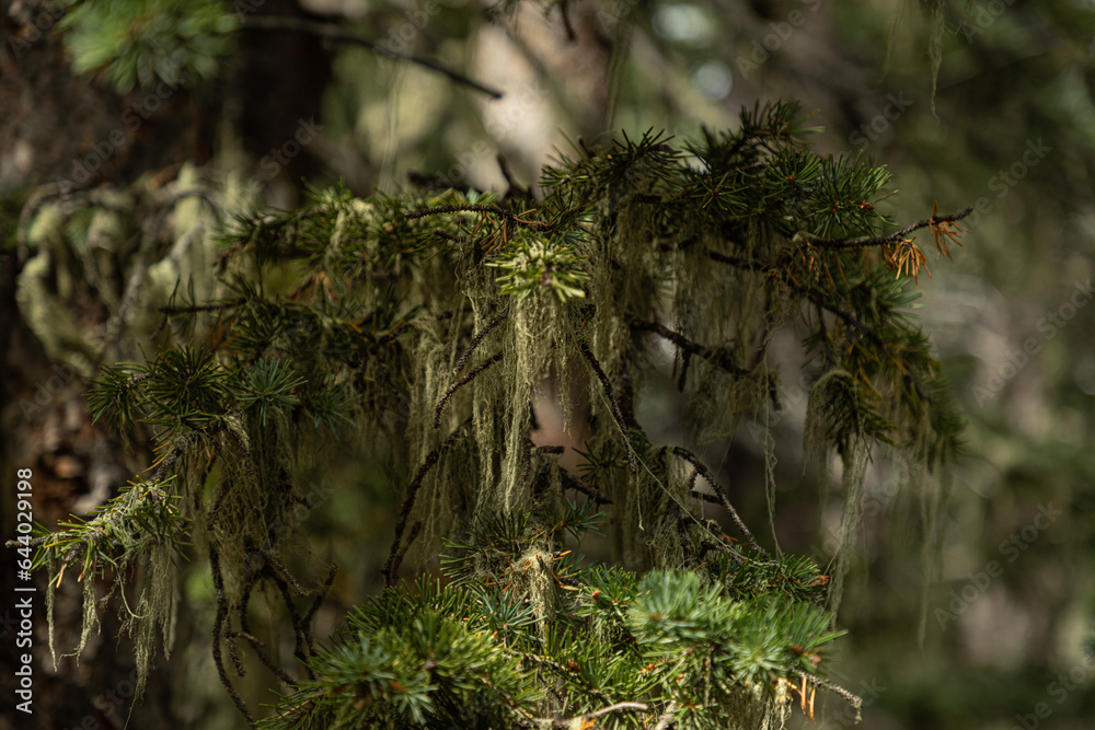 Moss on Conifer trees in the San Isabel National Forest of Colorado. Vibrant green botanical branch with lush foliage .
