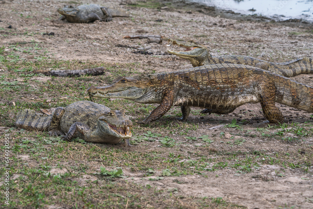 Reptiles in a Colombian wetland area Reptiles in a Colombian wetland area