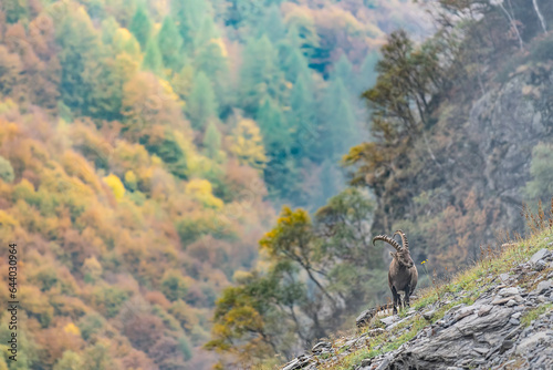 Autumn landscape with Alpine ibex (Capra ibex)