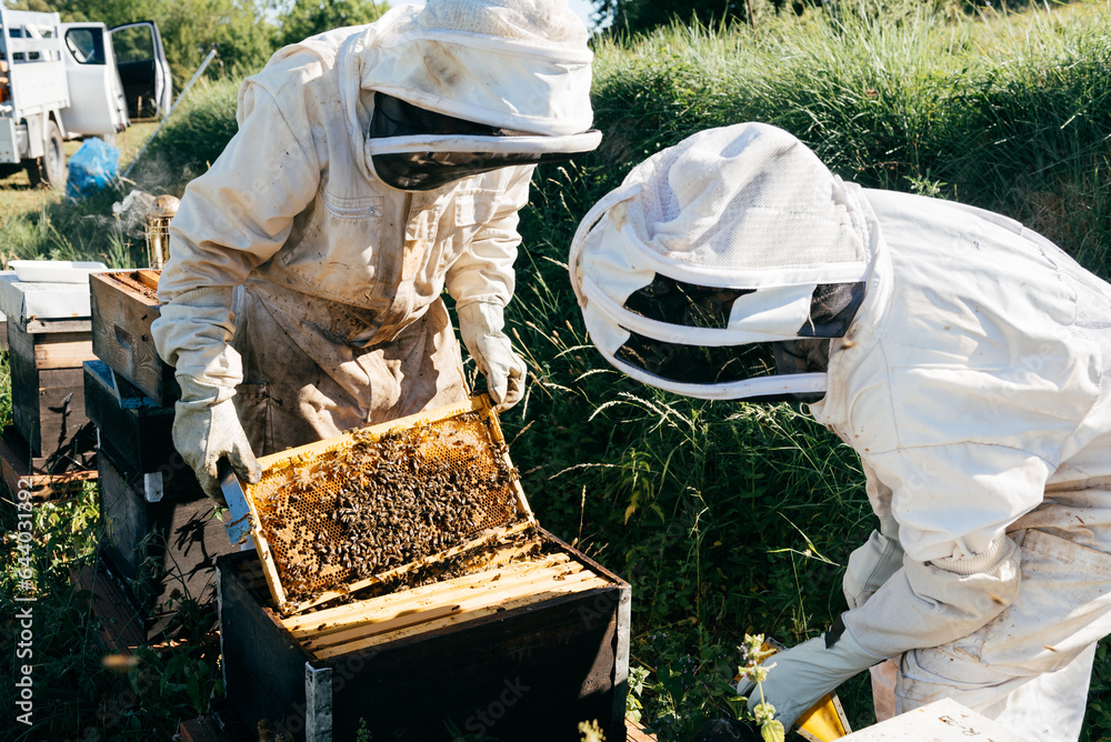 Unrecognizable beekeepers inspecting honeycombs in apiary Unrecognizable beekeepers inspecting honeycombs in apiary