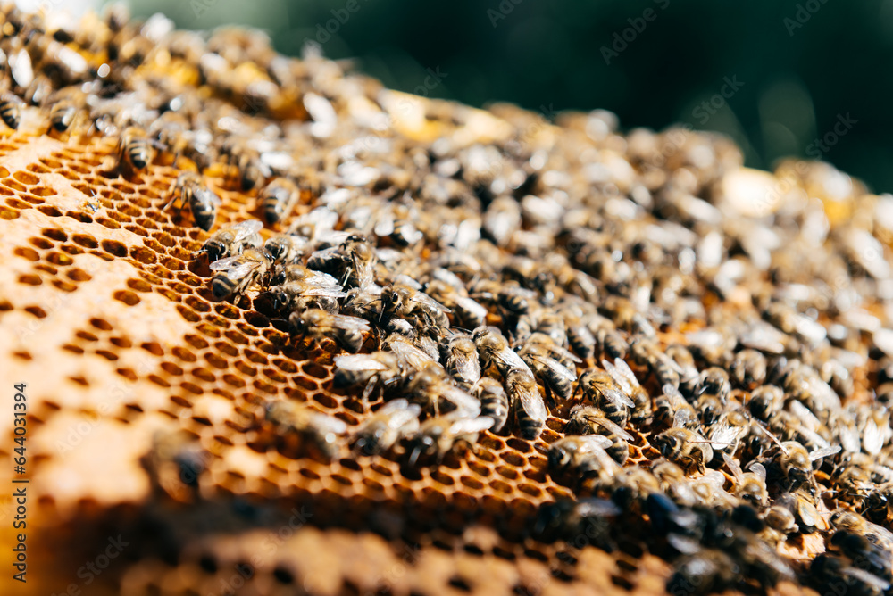 Closeup of bees on honeycomb in apiary Closeup of bees on honeycomb in apiary