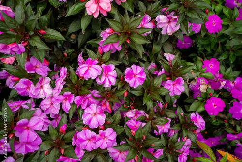 Creative layout made of flowers and leaves. Flat lay. Nature concept