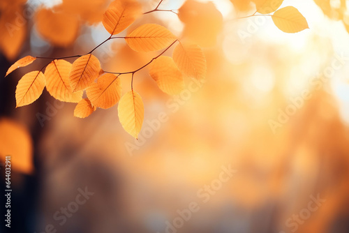 Autumn leaves on a background of the sun in the park.