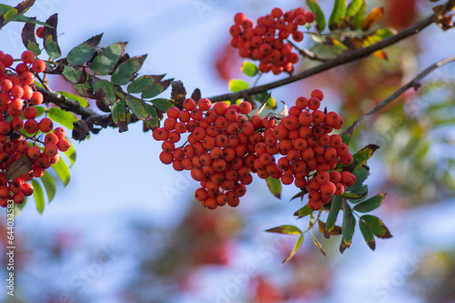 Sorbus aucuparia moutain-ash rowan tree branches with green leaves and red pomes berries on branches photo