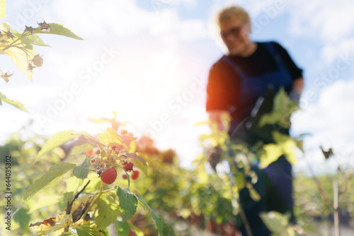 Closeup hand of gardener, care for berries of raspberries plants in garden farm
