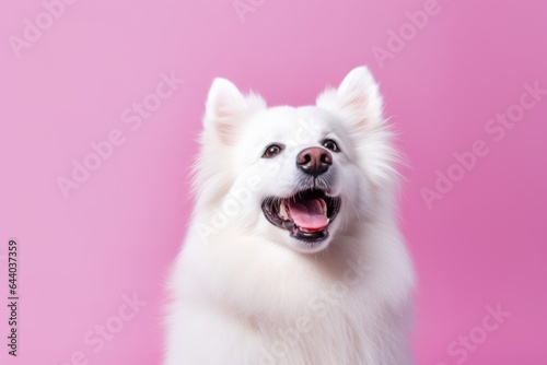 Lifestyle portrait photography of a happy american eskimo dog wearing a shark fin against a pastel pink background. With generative AI technology © Markus Schröder