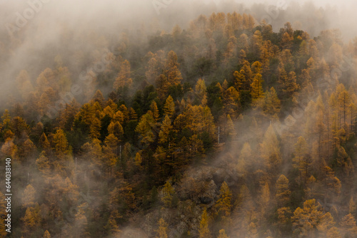 Amazing landscape of foggy forest