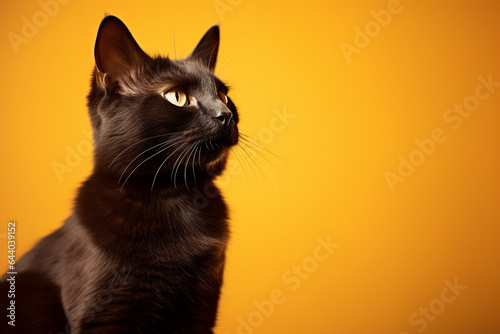 Gato preto no fundo amarelo - Papel de parede