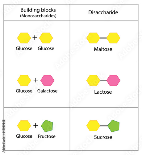 Disaccharides, Maltose, Lactose and Sucrose to Monosaccharides, glucose, galactose and Fructose molecules. Carbohydrates. Vector Illustration.