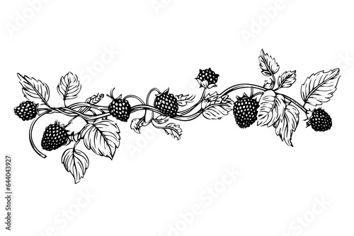 Blackberry or raspberry hand drawn ink sketch. Engraving vintage style vector illustration.