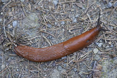 The red slug (Arion rufus), also known as the large red slug, chocolate arion and European red slug, is a species of land slug in the family Arionidae, the roundback slugs.