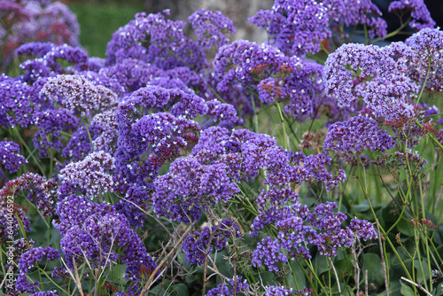Fototapeta Naklejka Na Ścianę i Meble -  Perennial sea-lavender or Limonium sinuatum growing in a garden