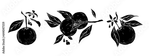 A set of silhouettes of blossoming orange branches.Vector graphics.