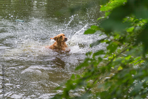 Labrador lernt schwimmen im See