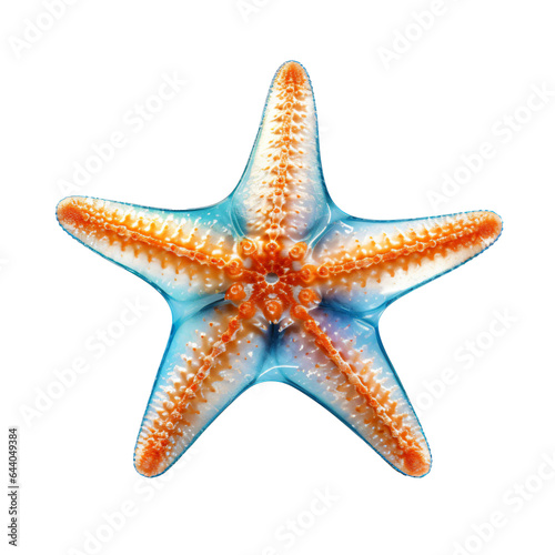 starfish isolated on transparent background