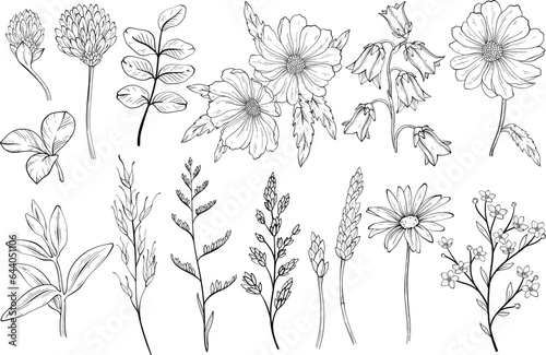 Collection of black and white wild herbs flower
