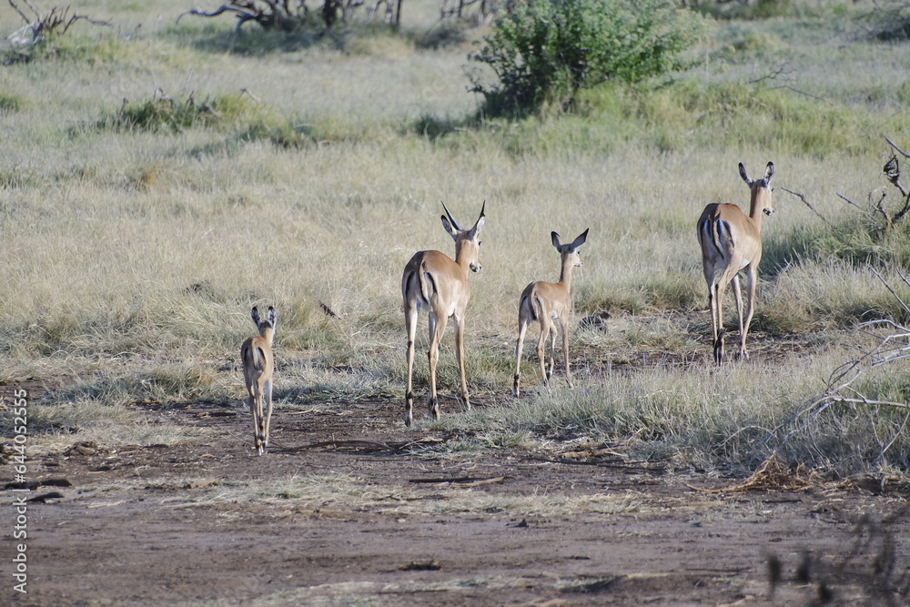 Naklejka premium famiglia