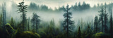 gloomy cloudy forest