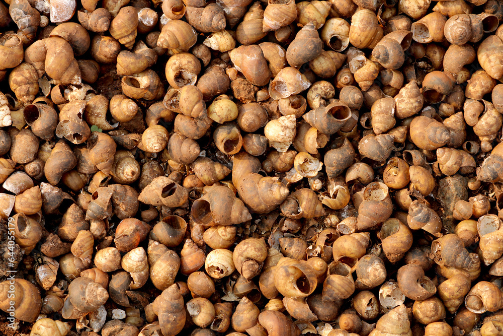 River Snail Shells on the River Bank. River Snail Shells on the River Bank.